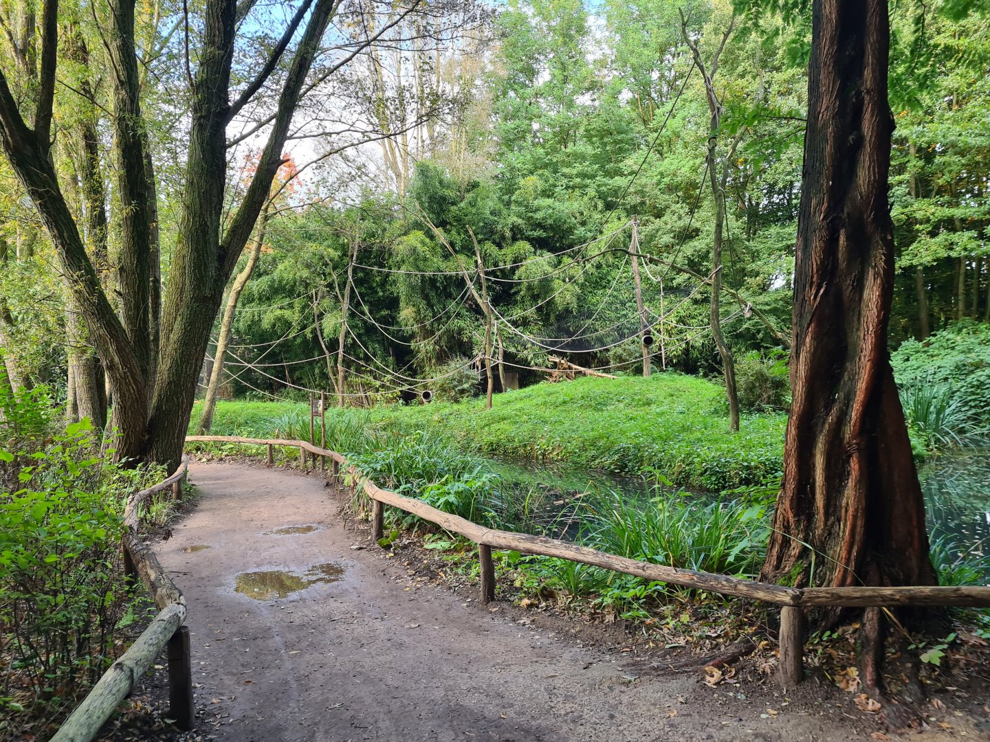 Madidi - Yellow-breasted capuchin island