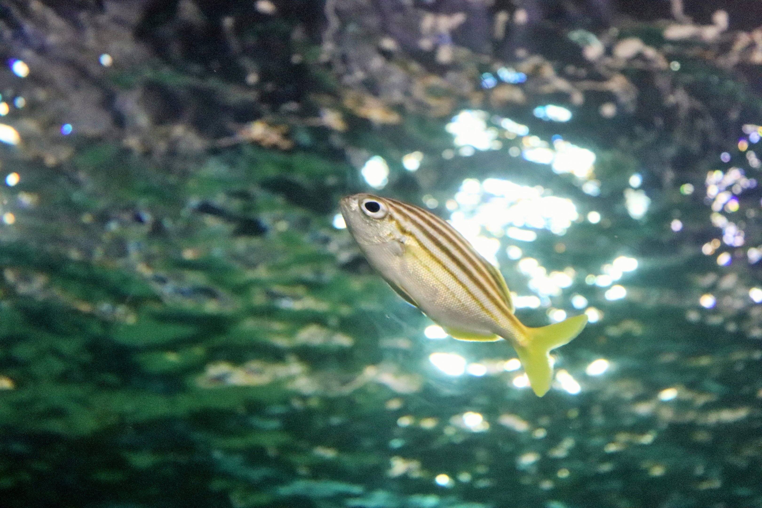 Mado (Atypichthys latus)