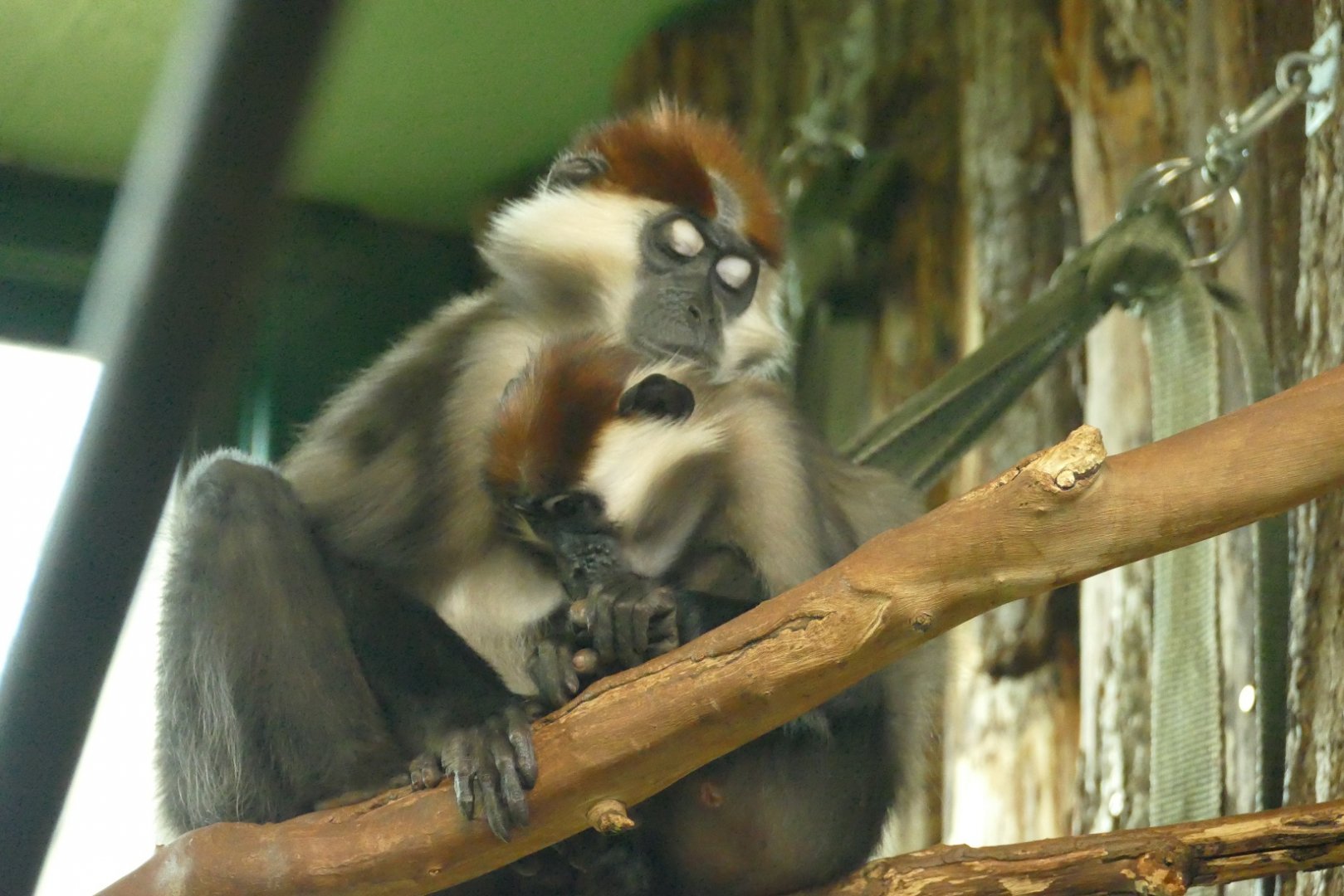 Madonna and child, December 2021