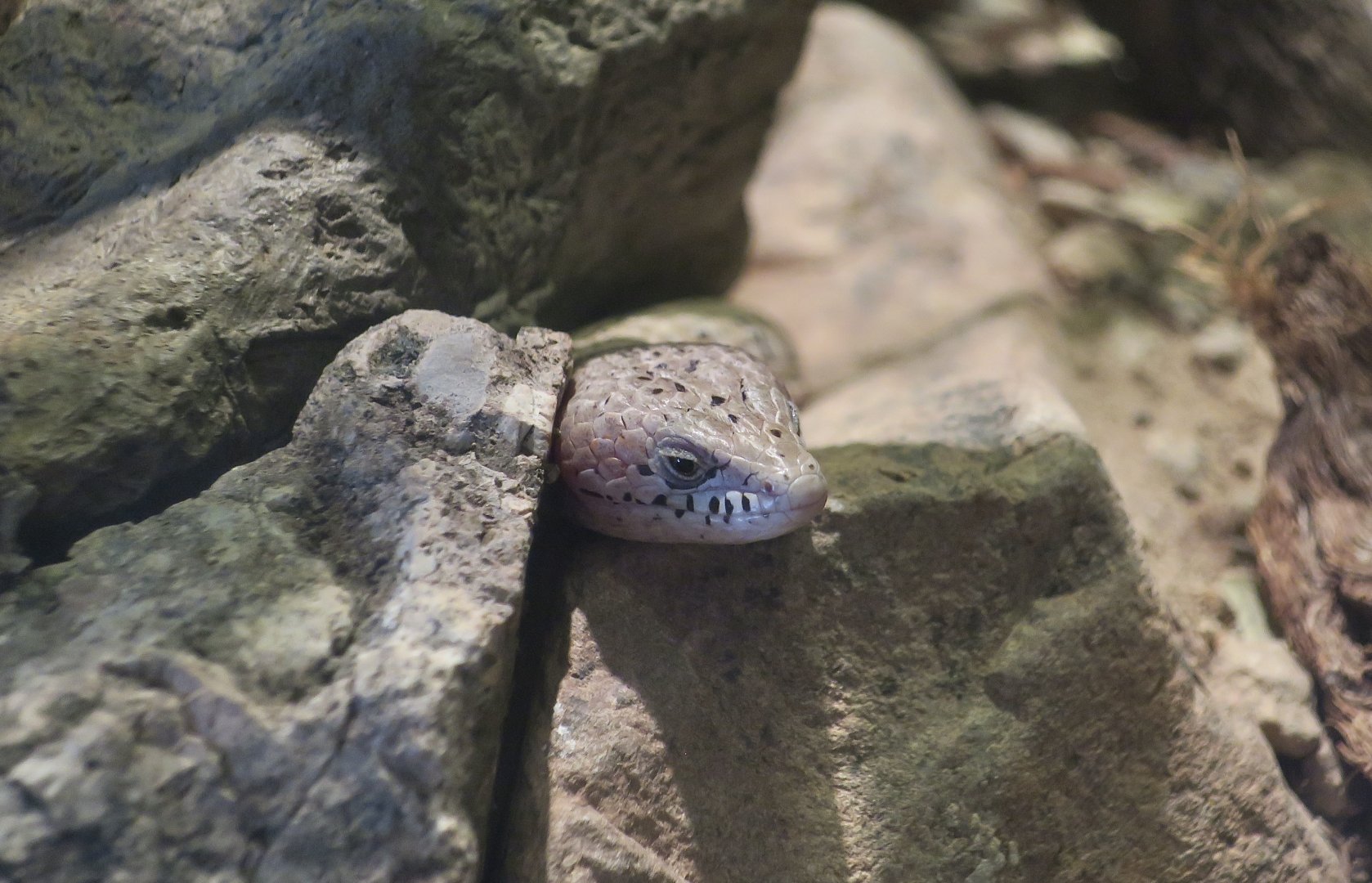 Madrean Alligator Lizard (Elgaria kingii)