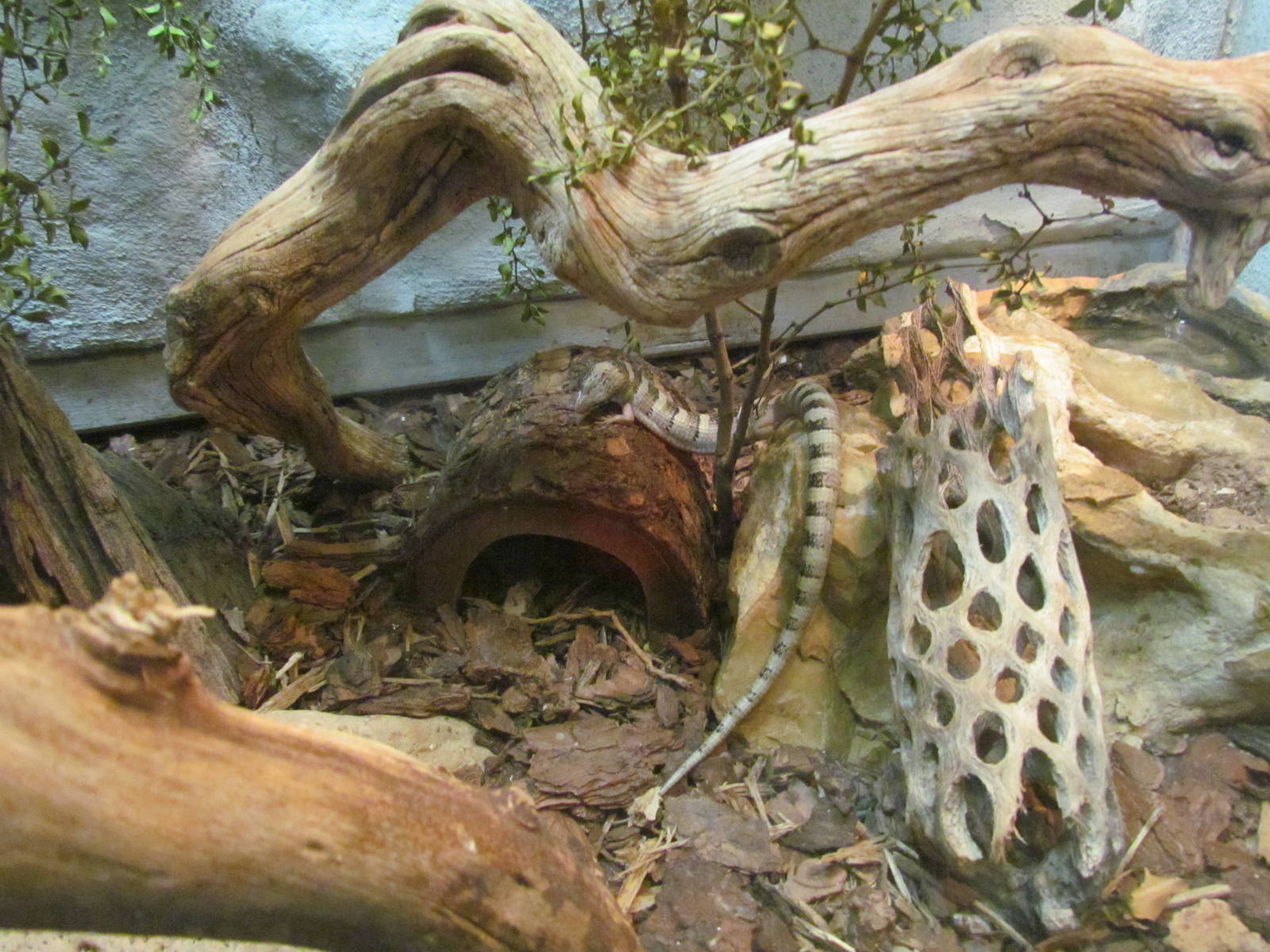 Madrean Alligator Lizard