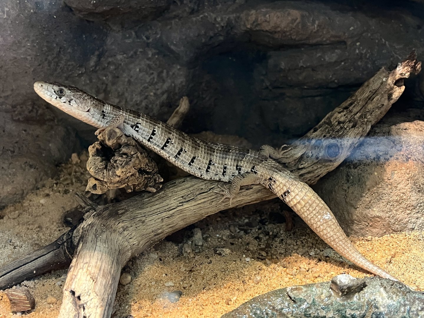 Madrean Alligator Lizard