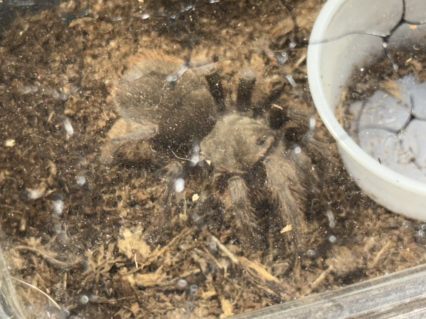 Madrean red rump tarantula
