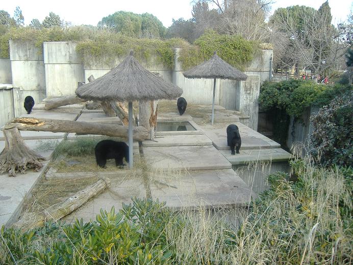 Madrid American Black Bears
