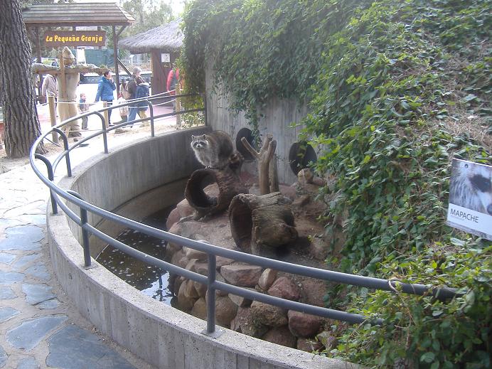 Madrid raccoon enclosure