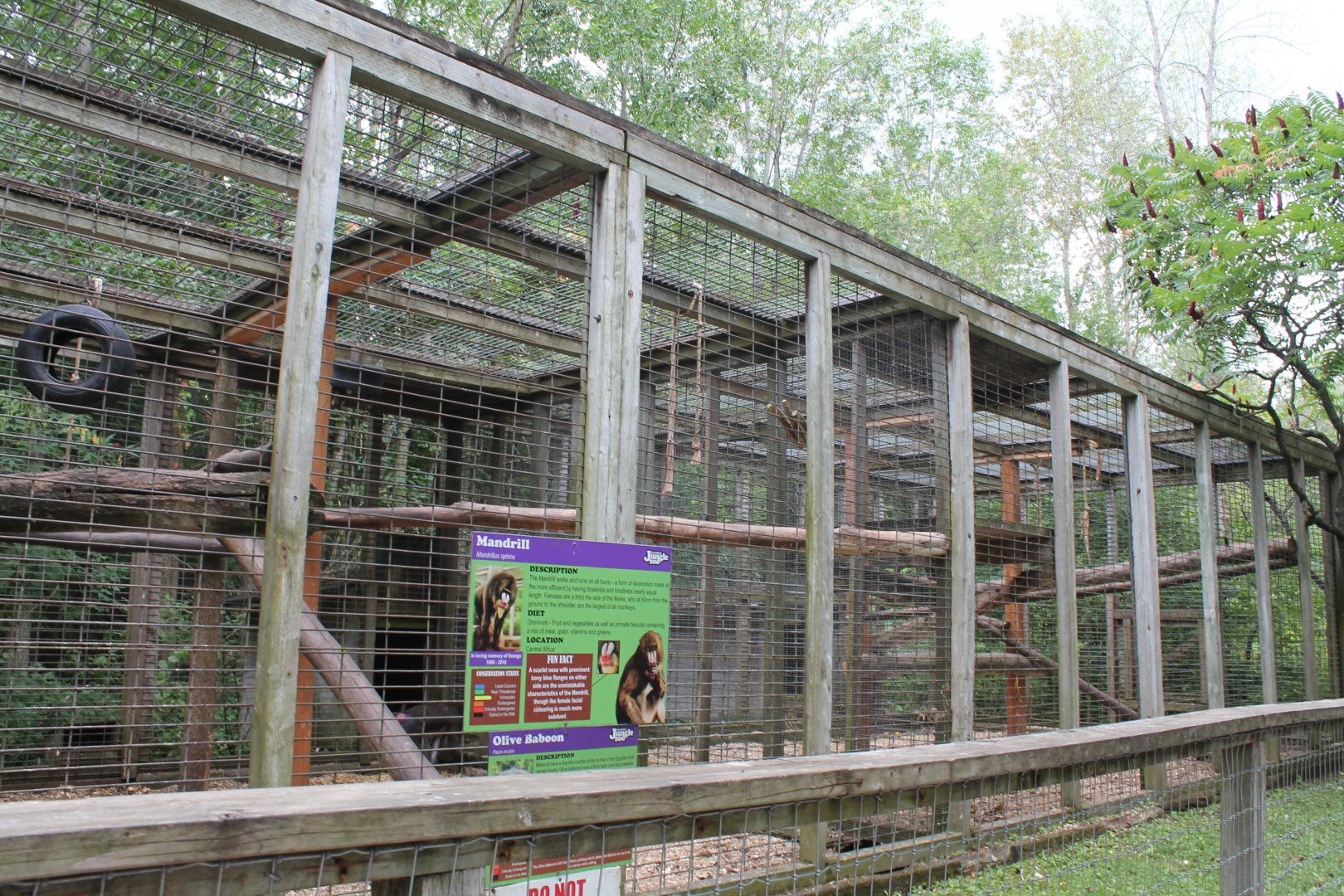 Madrill and olive baboon shared enclosure
