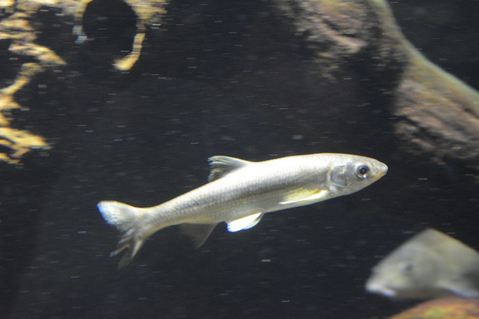 Madrilla Parachondrostoma miegii