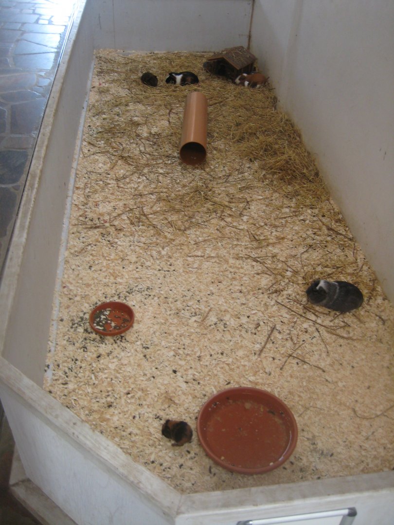 Madsbyparken - Bird house - Guinea pig exhibit #1