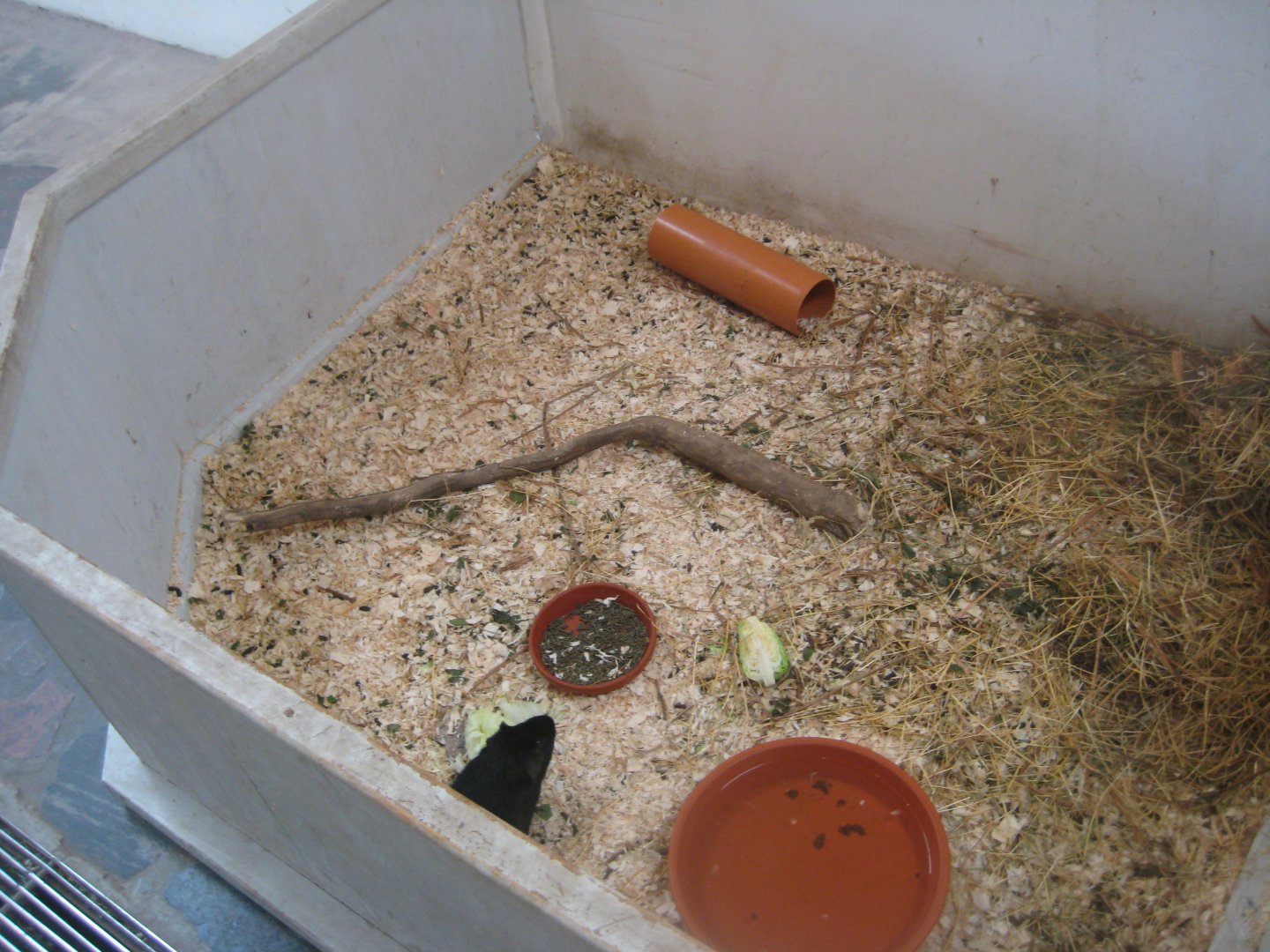 Madsbyparken - Bird house - Guinea pig exhibit #2