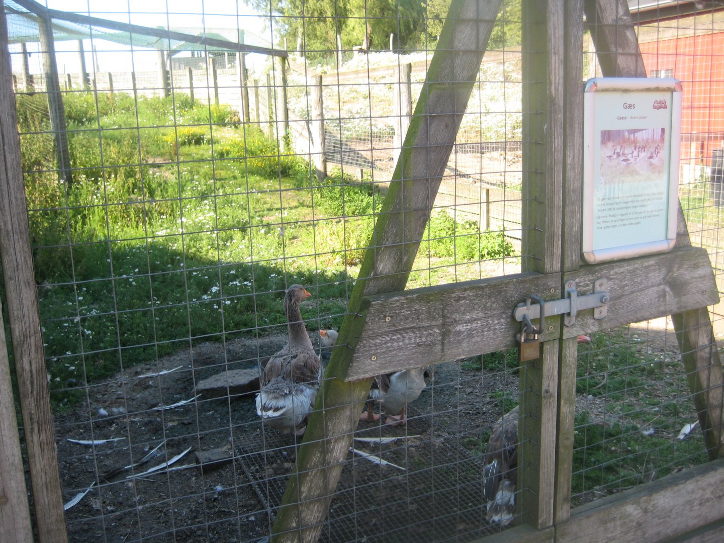 Madsbyparken - Goose exhibit