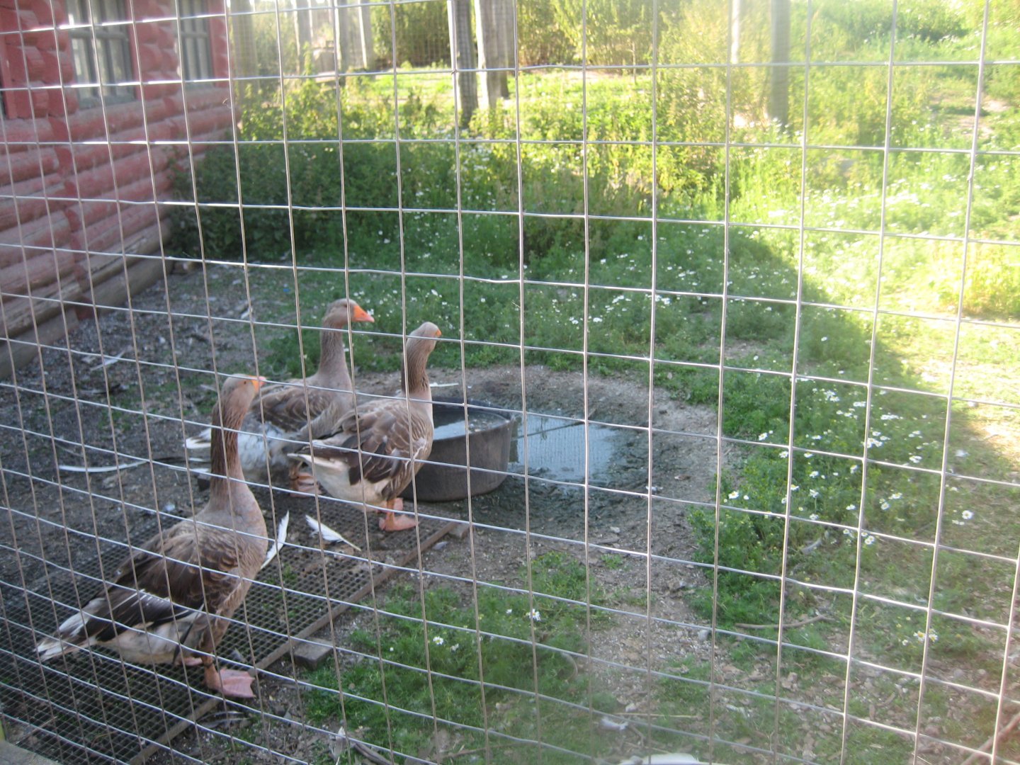 Madsbyparken - Goose exhibit