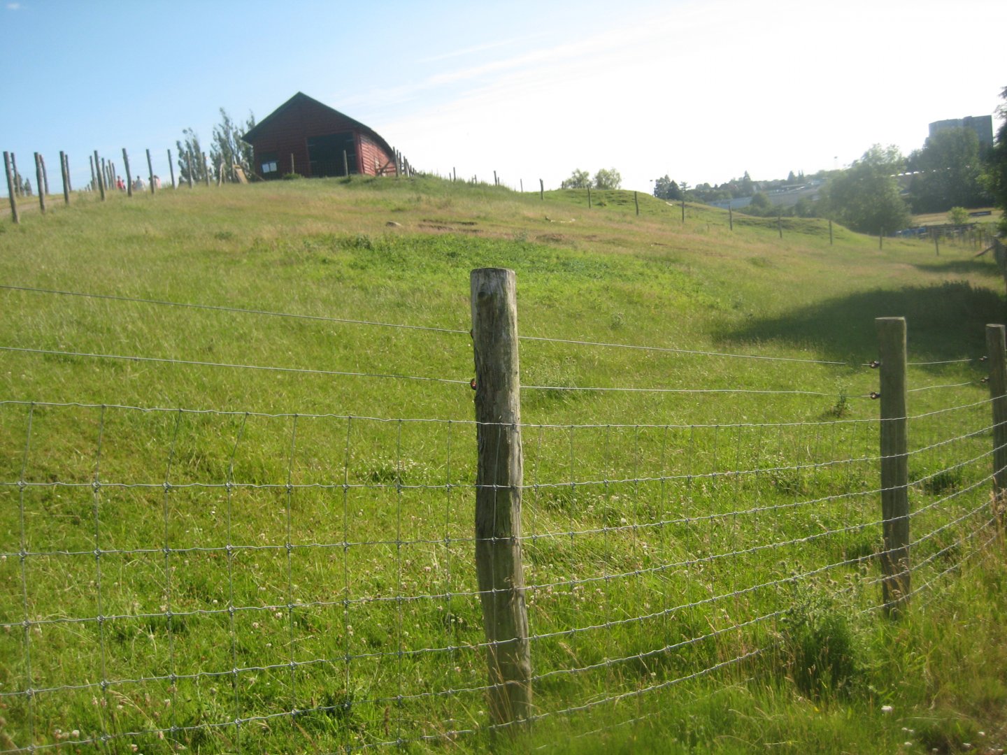 Madsbyparken - Sheep exhibit