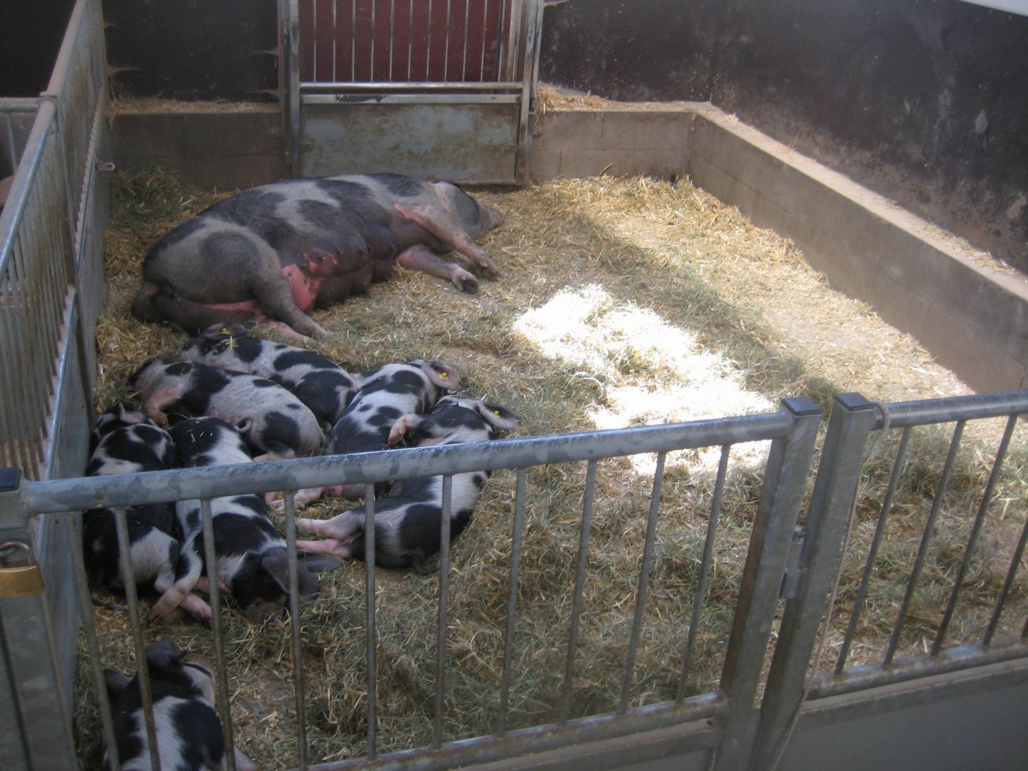 Madsbyparken - Stable building - Pig exhibit