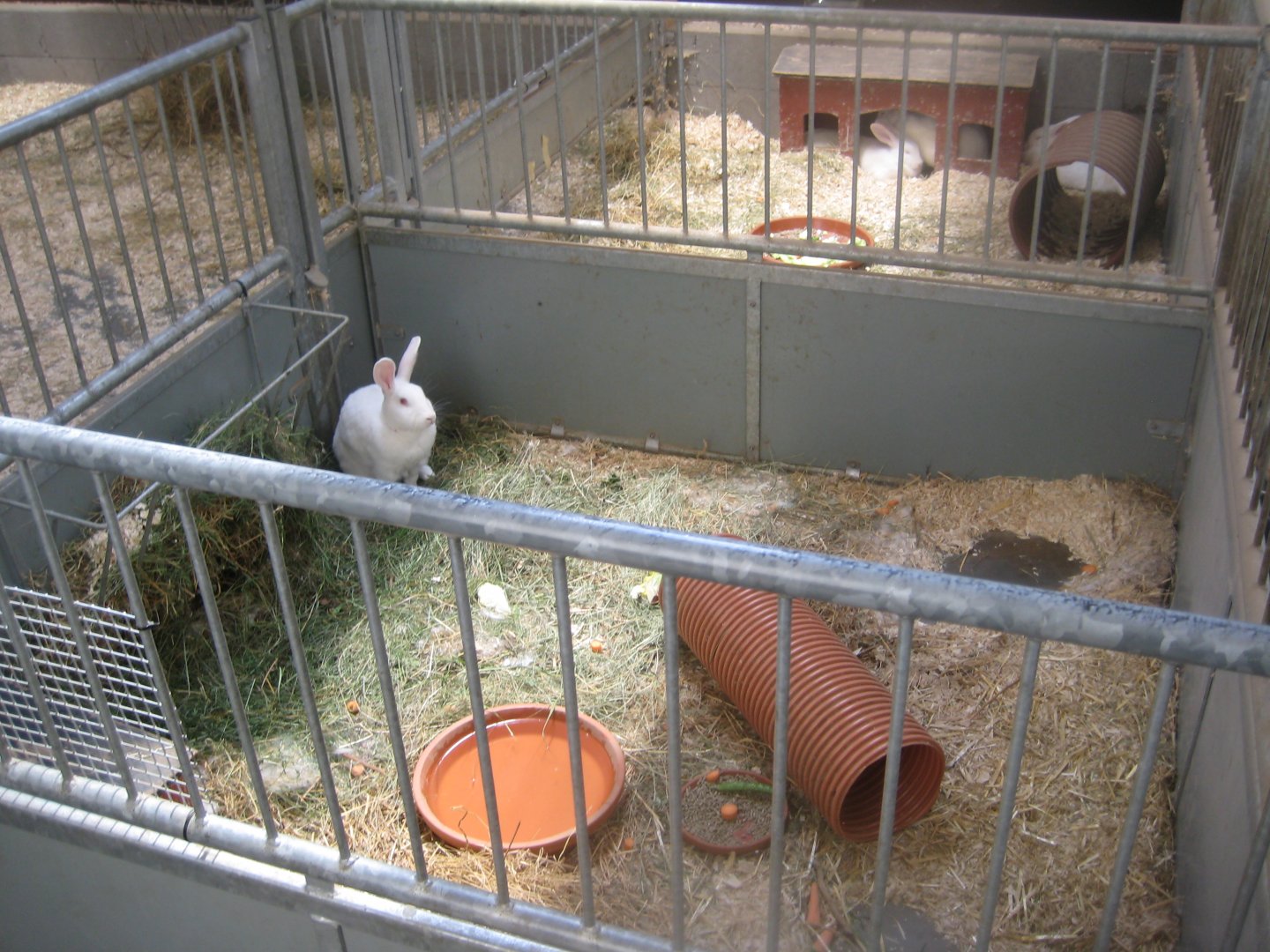 Madsbyparken - Stable building - Rabbit exhibits #2 and #3