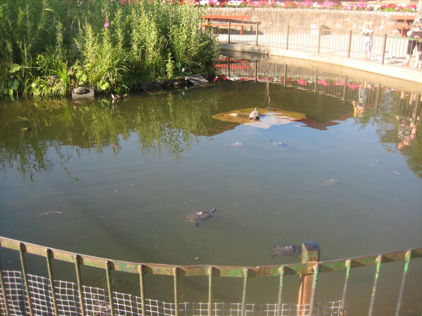 Madsbyparken - Turtle pond