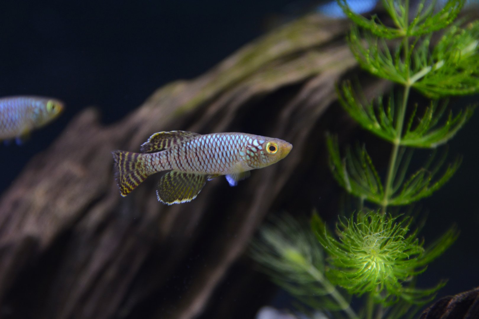 Mafia Island killifish (Nothobranchius korthausae)