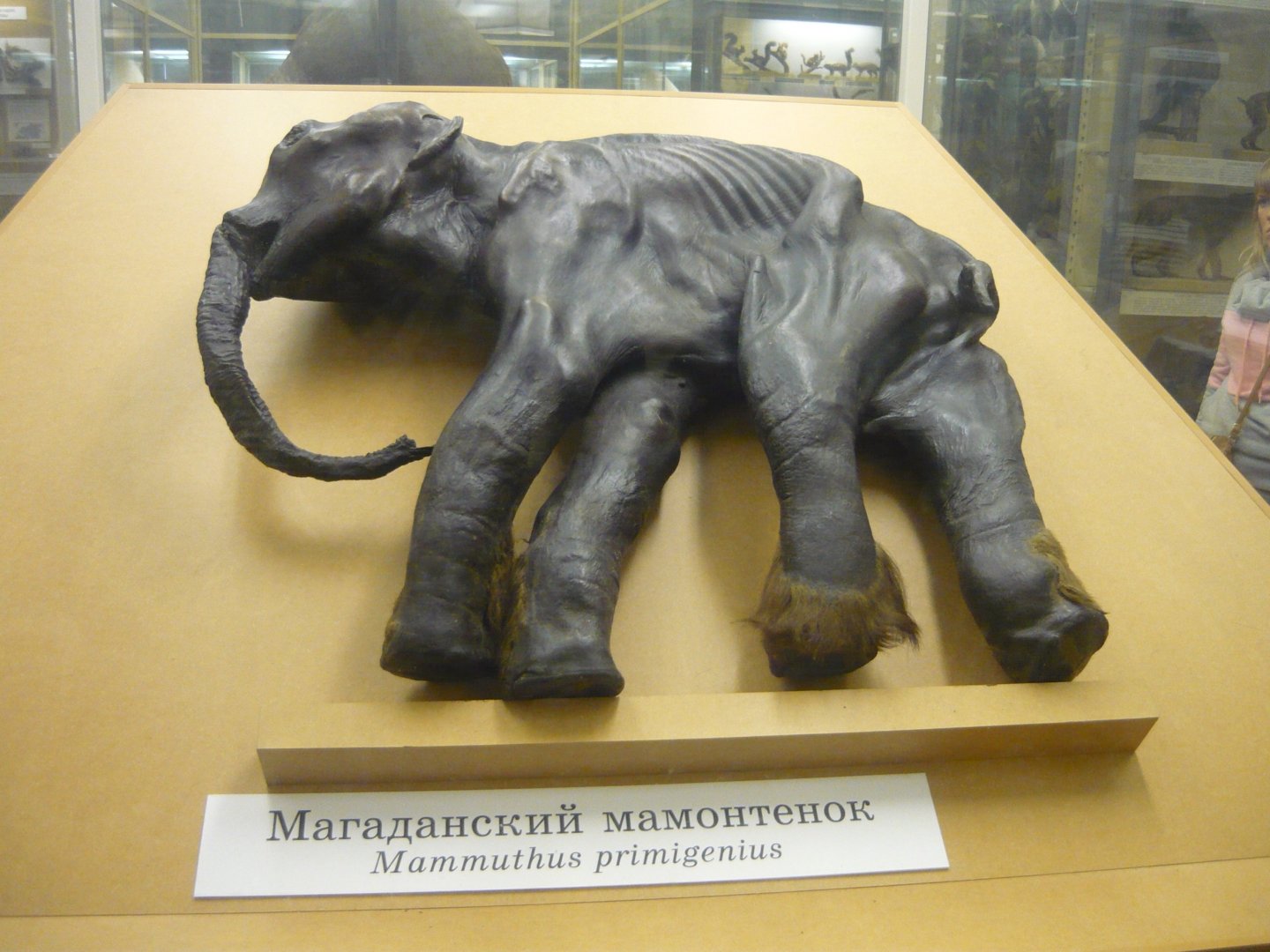 Magadan mammoth calf