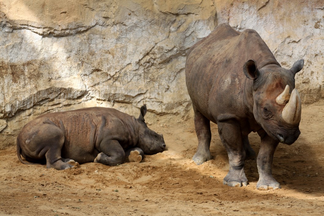 Magdeburg Zoo - Africambo (Black rhino)