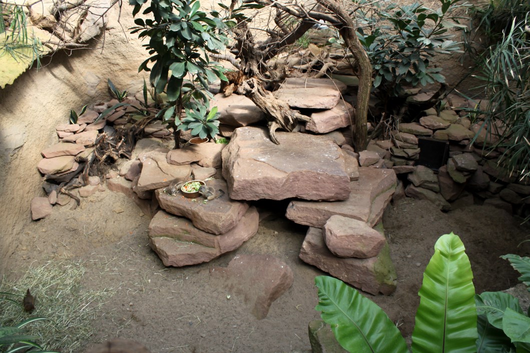Magdeburg Zoo - Africambo (Cape squirrel/mongoose)