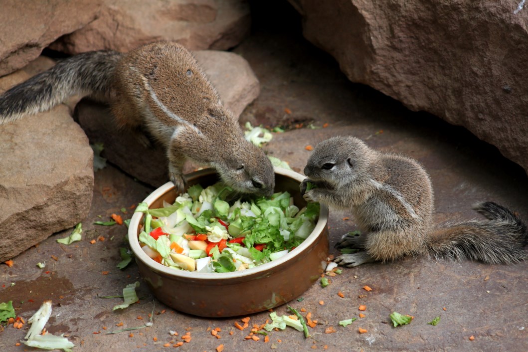 Magdeburg Zoo - Africambo (Cape squirrels)