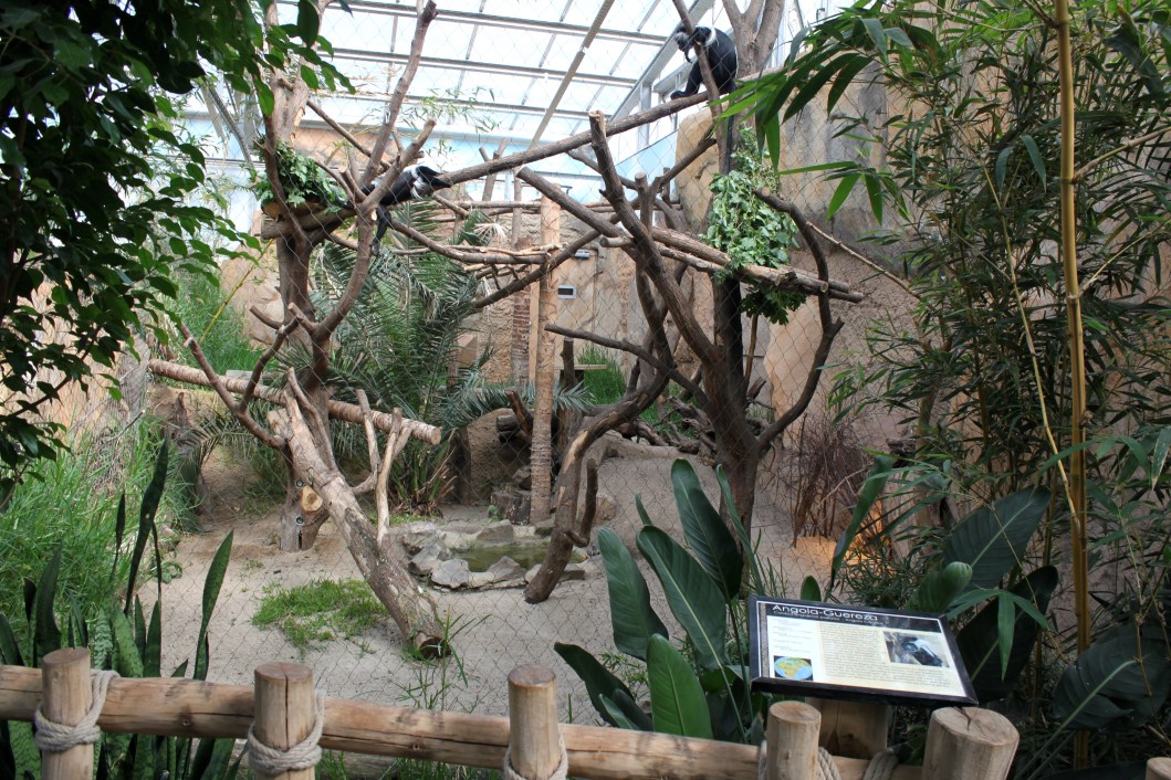 Magdeburg Zoo - Africambo (Colobus monkey)