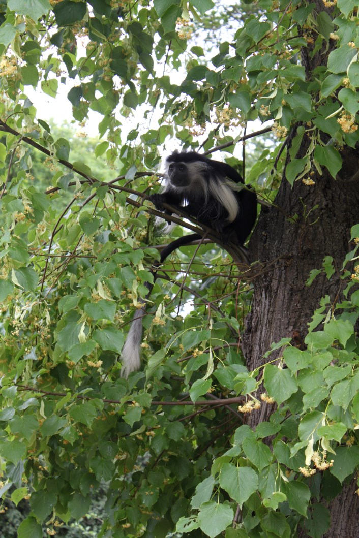Magdeburg Zoo - Africambo (Colobus monkey)