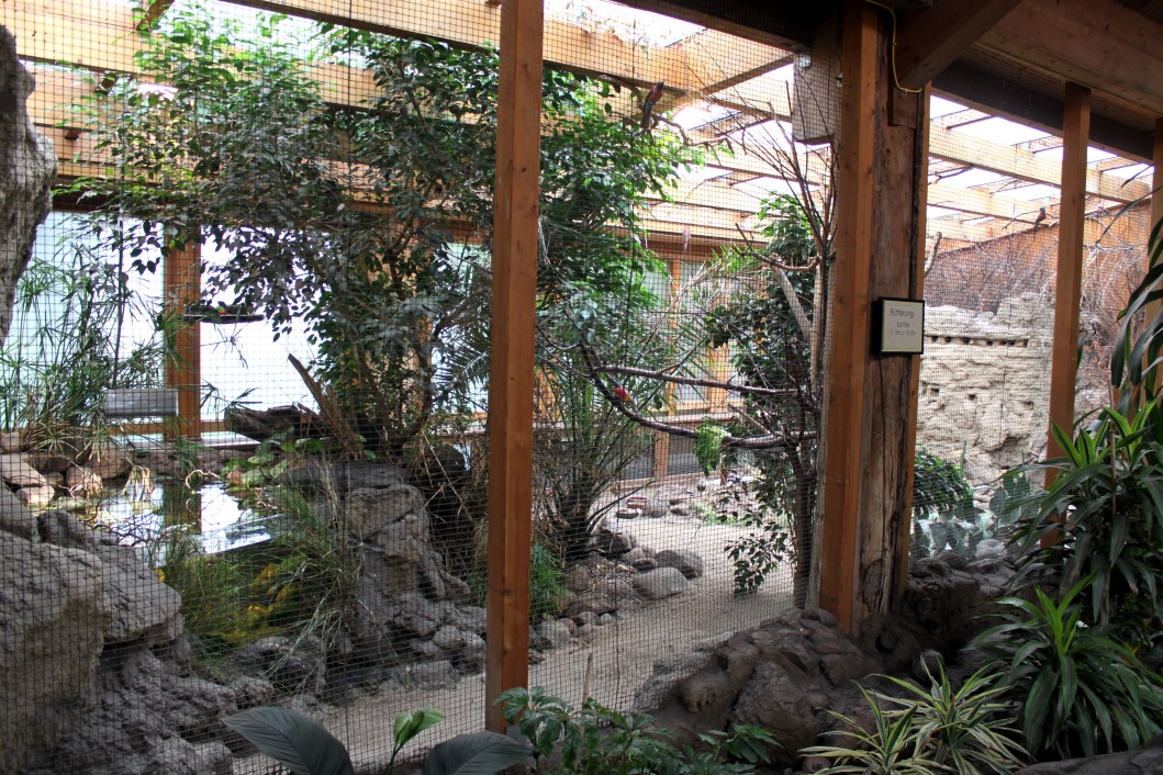 Magdeburg Zoo - Africambo (Giraffe House Aviary)