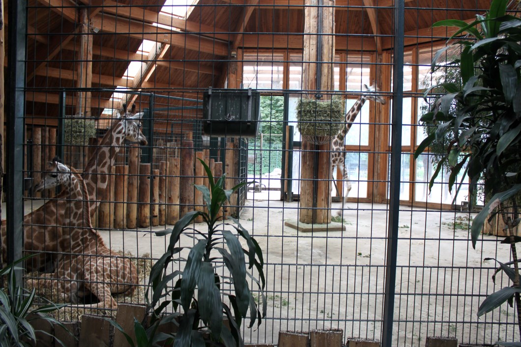 Magdeburg Zoo - Africambo (Giraffe House)