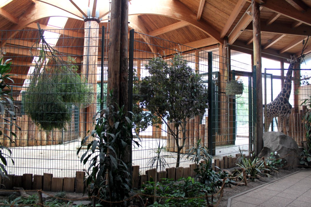 Magdeburg Zoo - Africambo (Giraffe House)