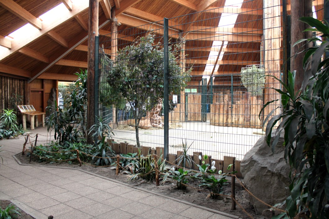 Magdeburg Zoo - Africambo (Giraffe House)