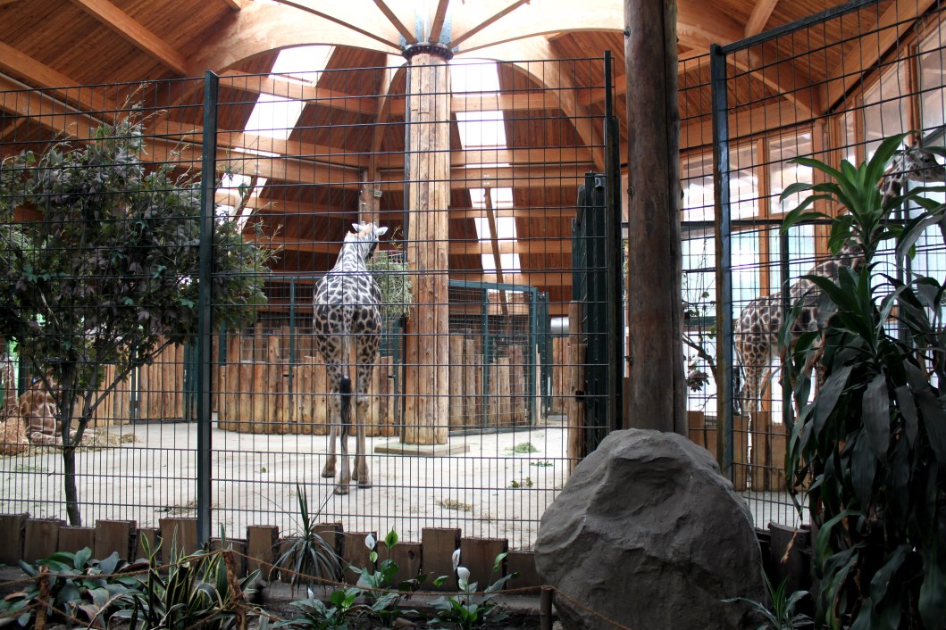 Magdeburg Zoo - Africambo (Giraffe House)