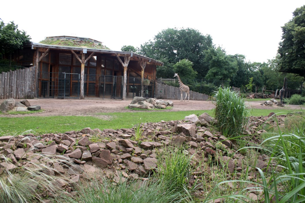 Magdeburg Zoo - Africambo (Giraffe)