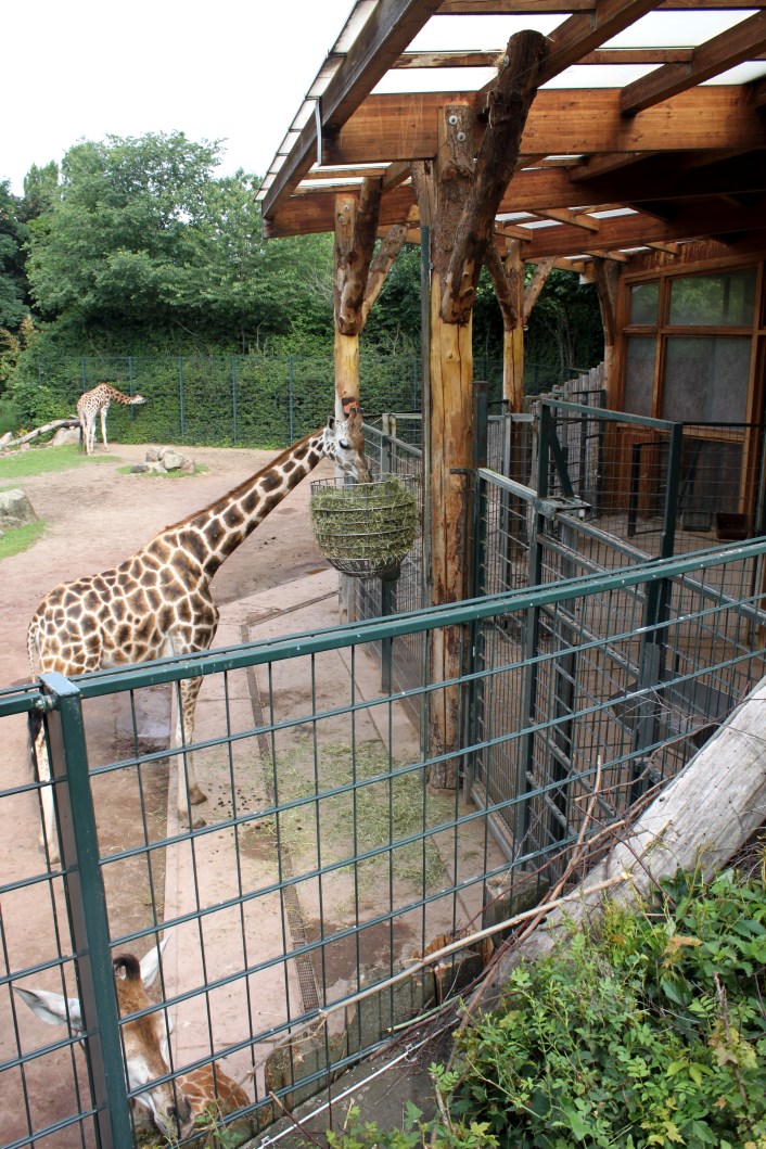 Magdeburg Zoo - Africambo (Giraffe)