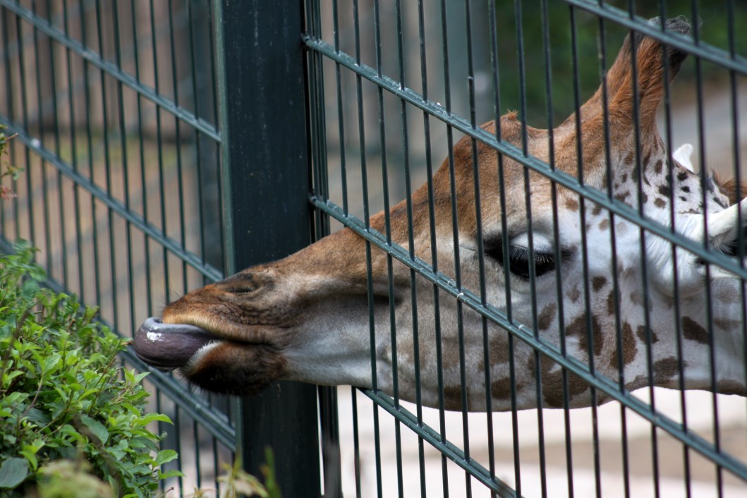 Magdeburg Zoo - Africambo (Giraffe)