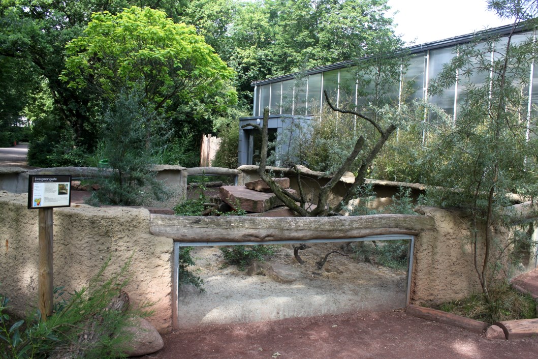 Magdeburg Zoo - Africambo (Mongoose/cape squirrel)