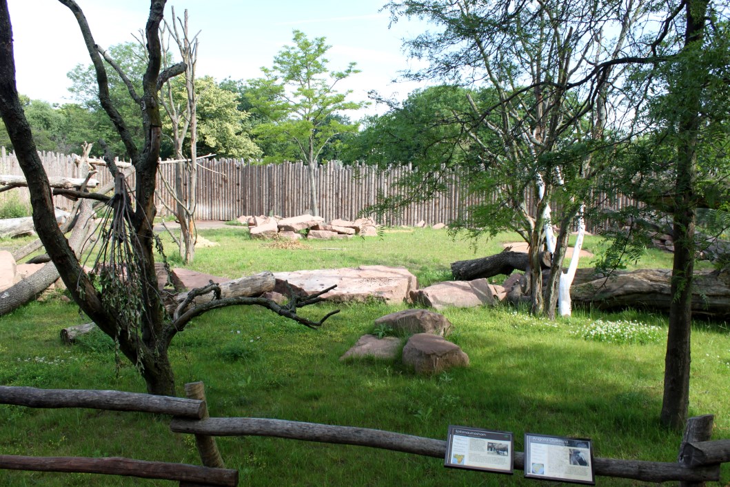 Magdeburg Zoo - Africambo (Rhino/colobus)