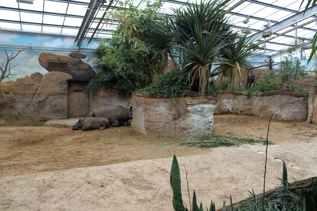 Magdeburg Zoo - Africambo (Rhino House)