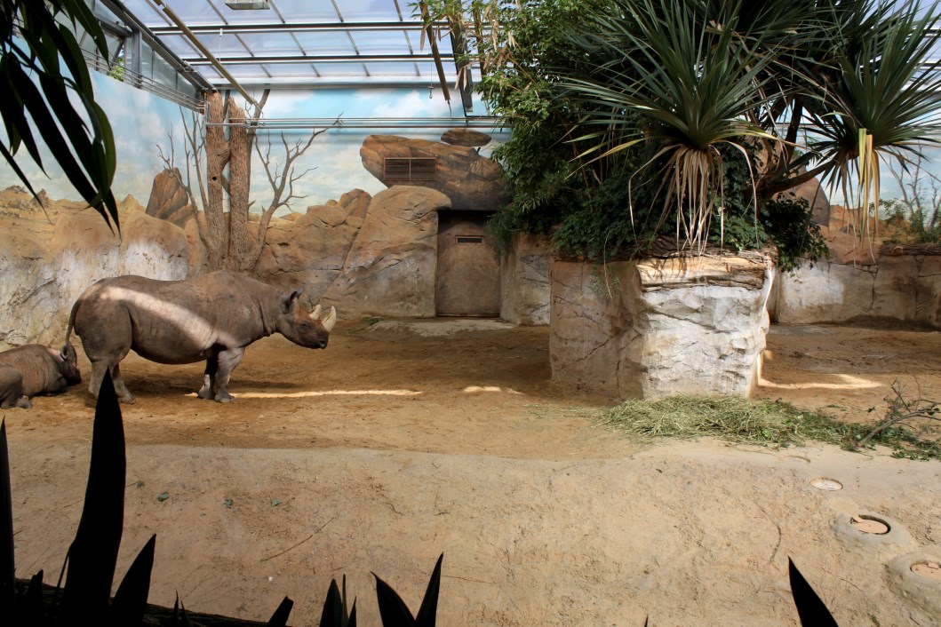Magdeburg Zoo - Africambo (Rhino House)