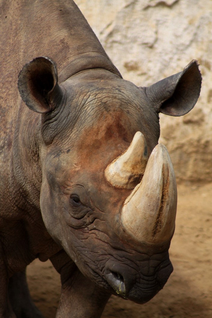 Magdeburg Zoo - Africambo (Rhino House)