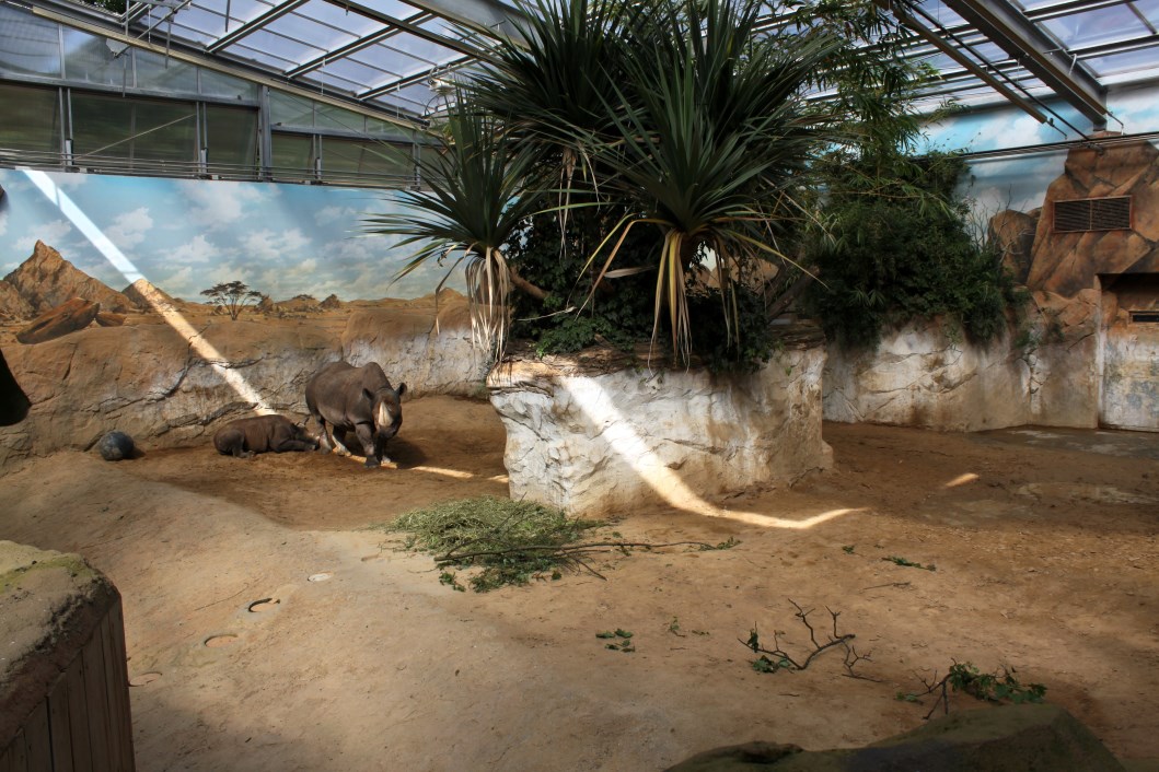 Magdeburg Zoo - Africambo (Rhino House)