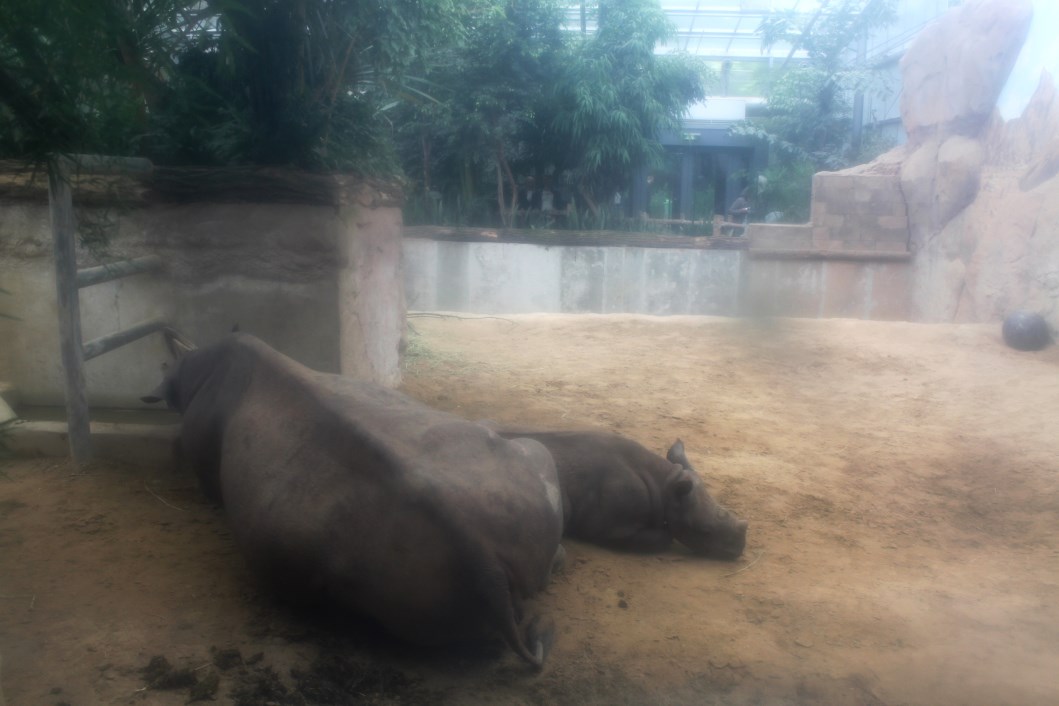 Magdeburg Zoo - Africambo (Rhino House)