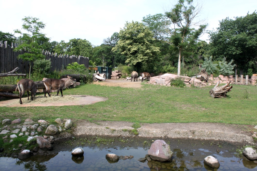 Magdeburg Zoo - Africambo (Savannah)