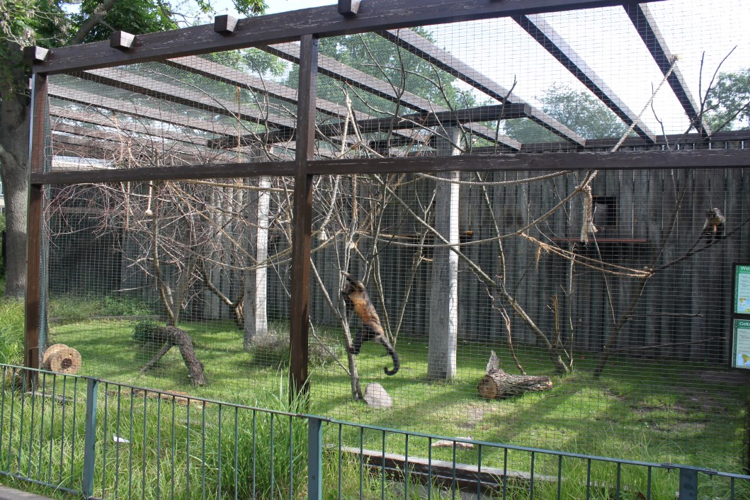 Magdeburg Zoo - Africambo (Savannah)