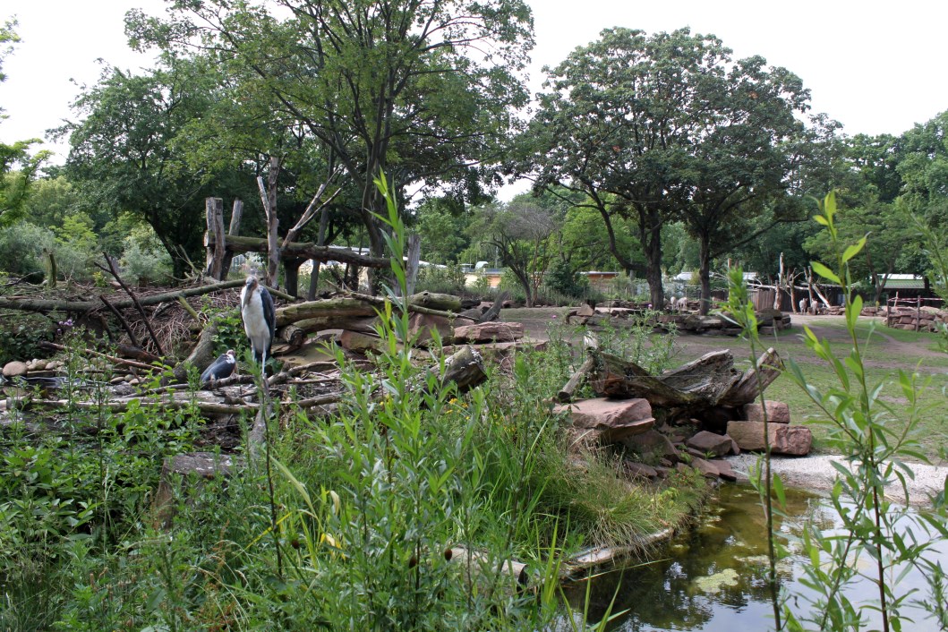Magdeburg Zoo - Africambo (Savannah)