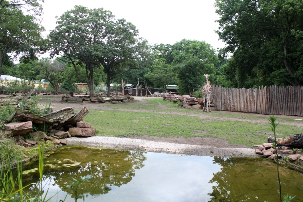 Magdeburg Zoo - Africambo (Savannah)