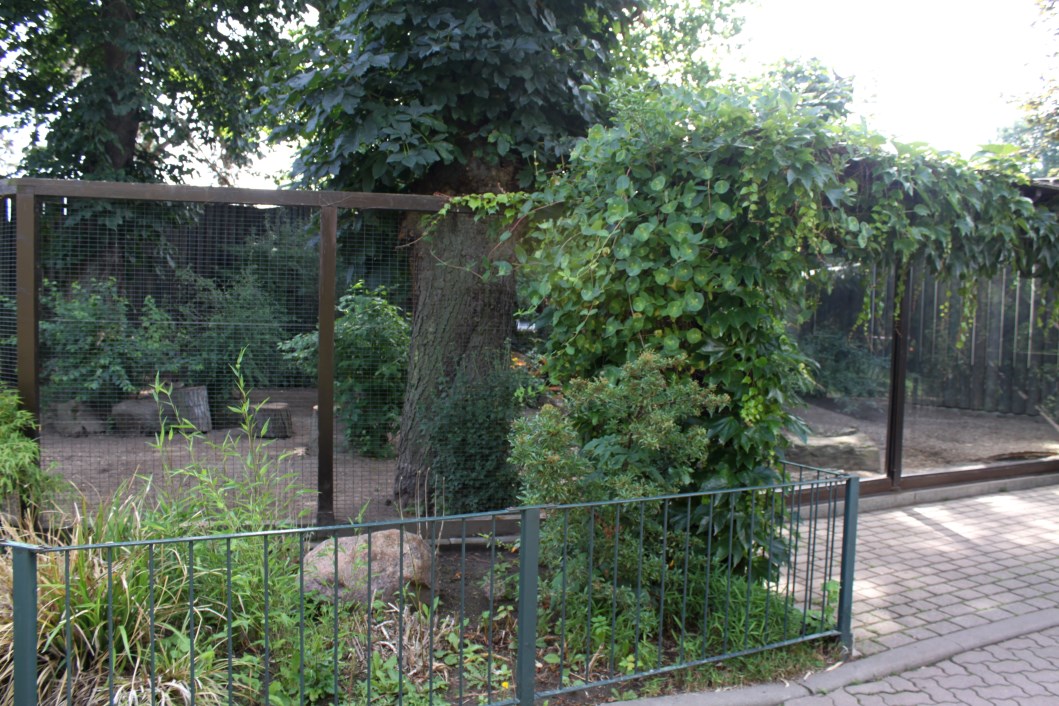 Magdeburg Zoo - Bat-eared fox exhibit