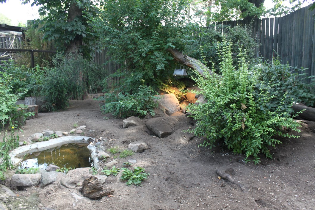 Magdeburg Zoo - Bat-eared fox exhibit