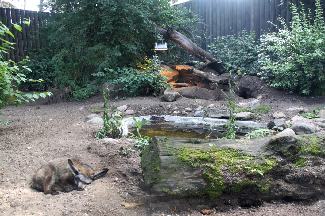 Magdeburg Zoo - Bat-eared fox exhibit