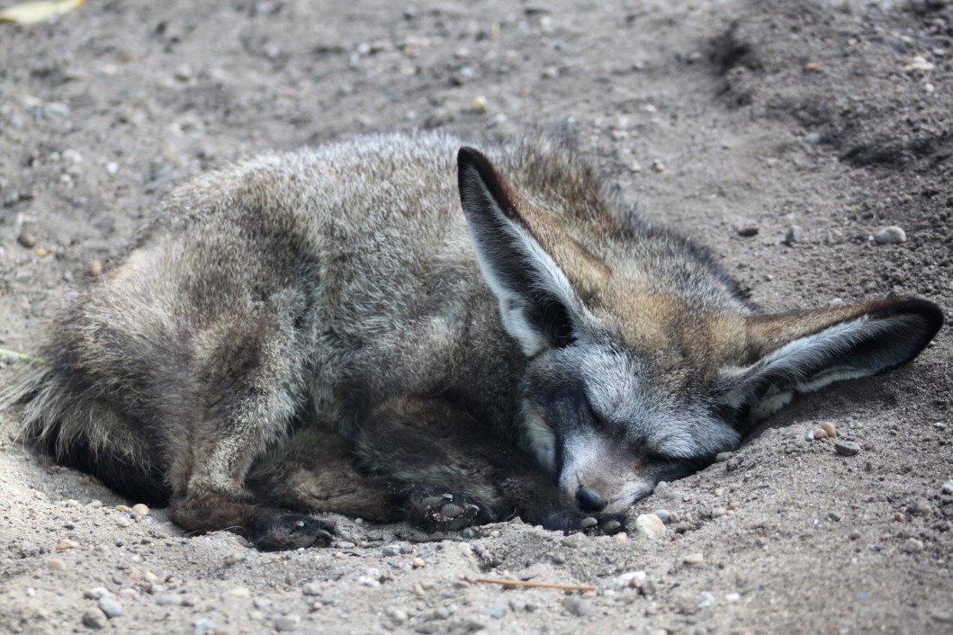 Magdeburg Zoo - Bat-eared fox