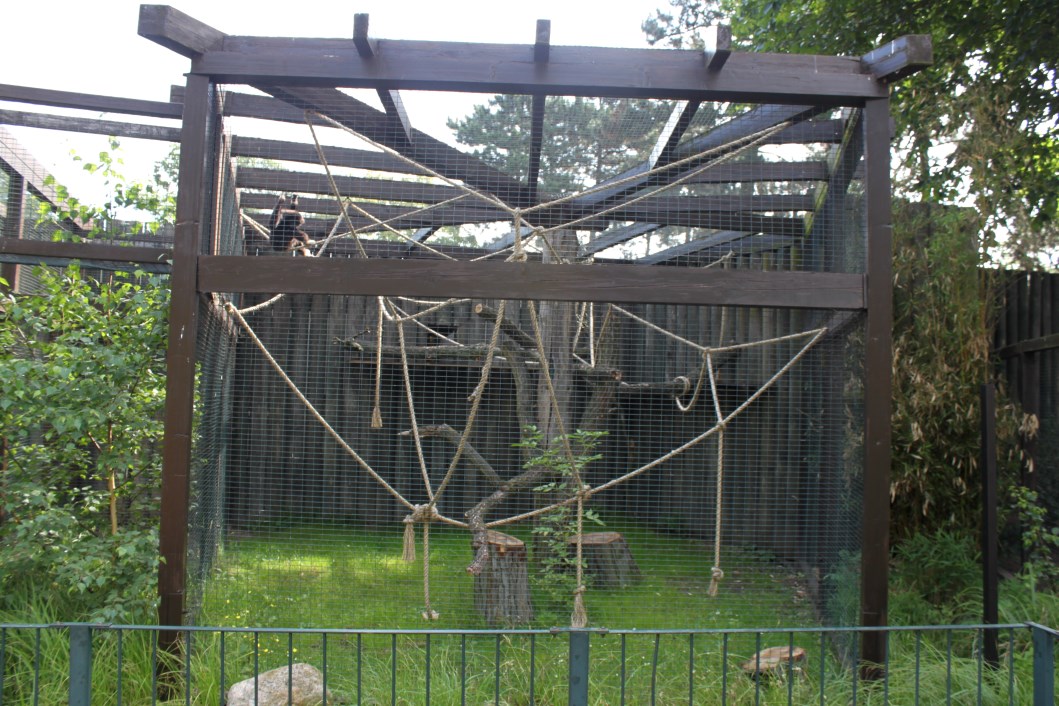 Magdeburg Zoo - Gibbon exhibit